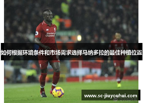 如何根据环境条件和市场需求选择马纳多拉的最佳种植位置